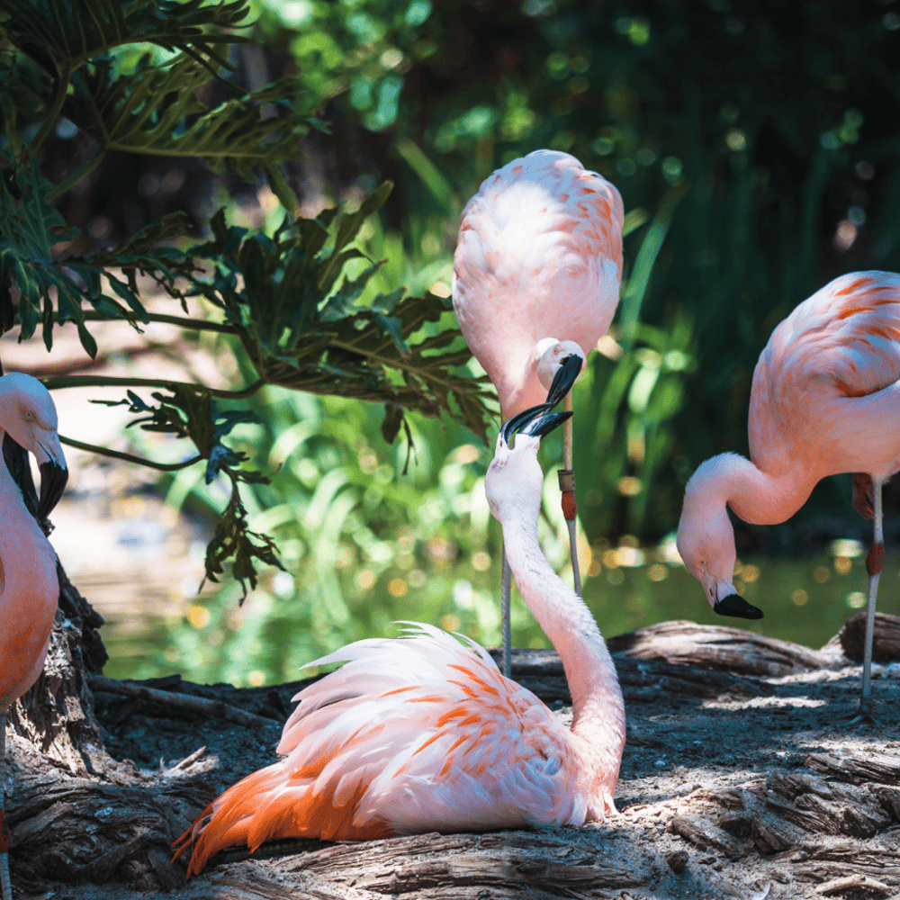 San Diego Zoo Safari Park