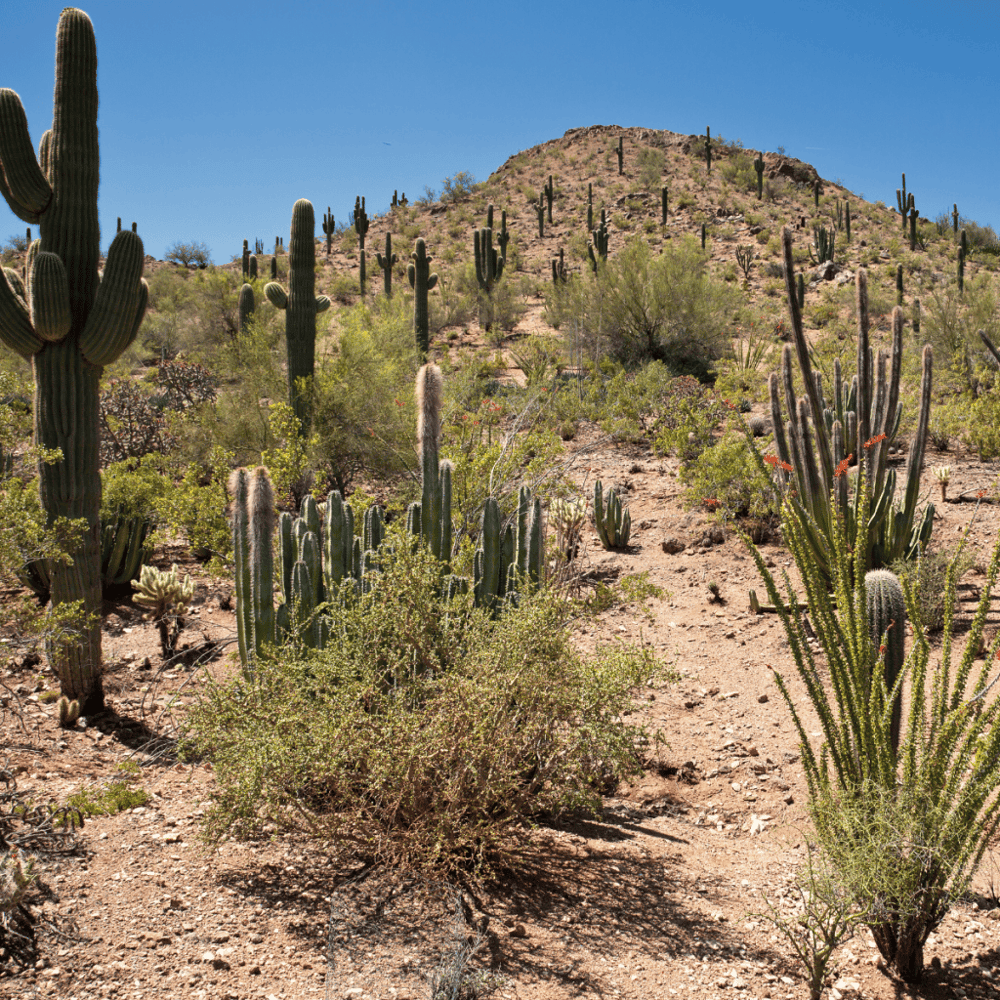 Sonoran Desert