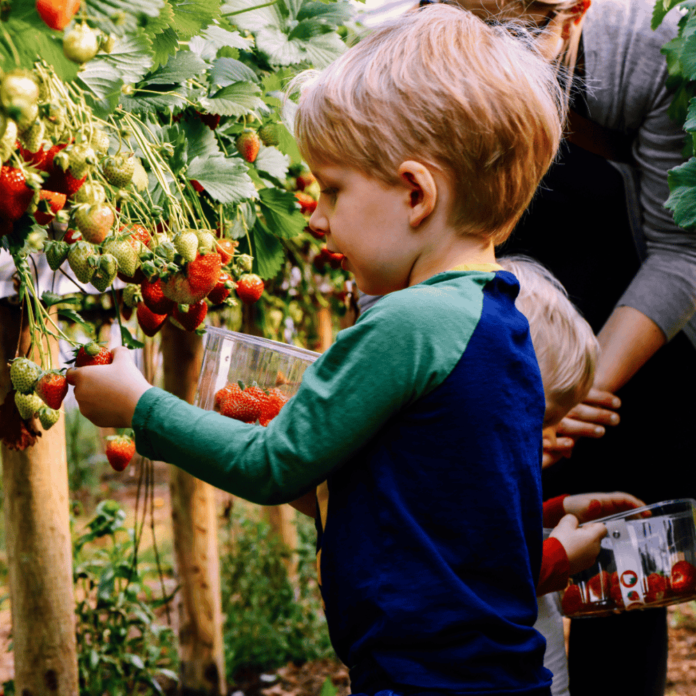 Strawberry Picking