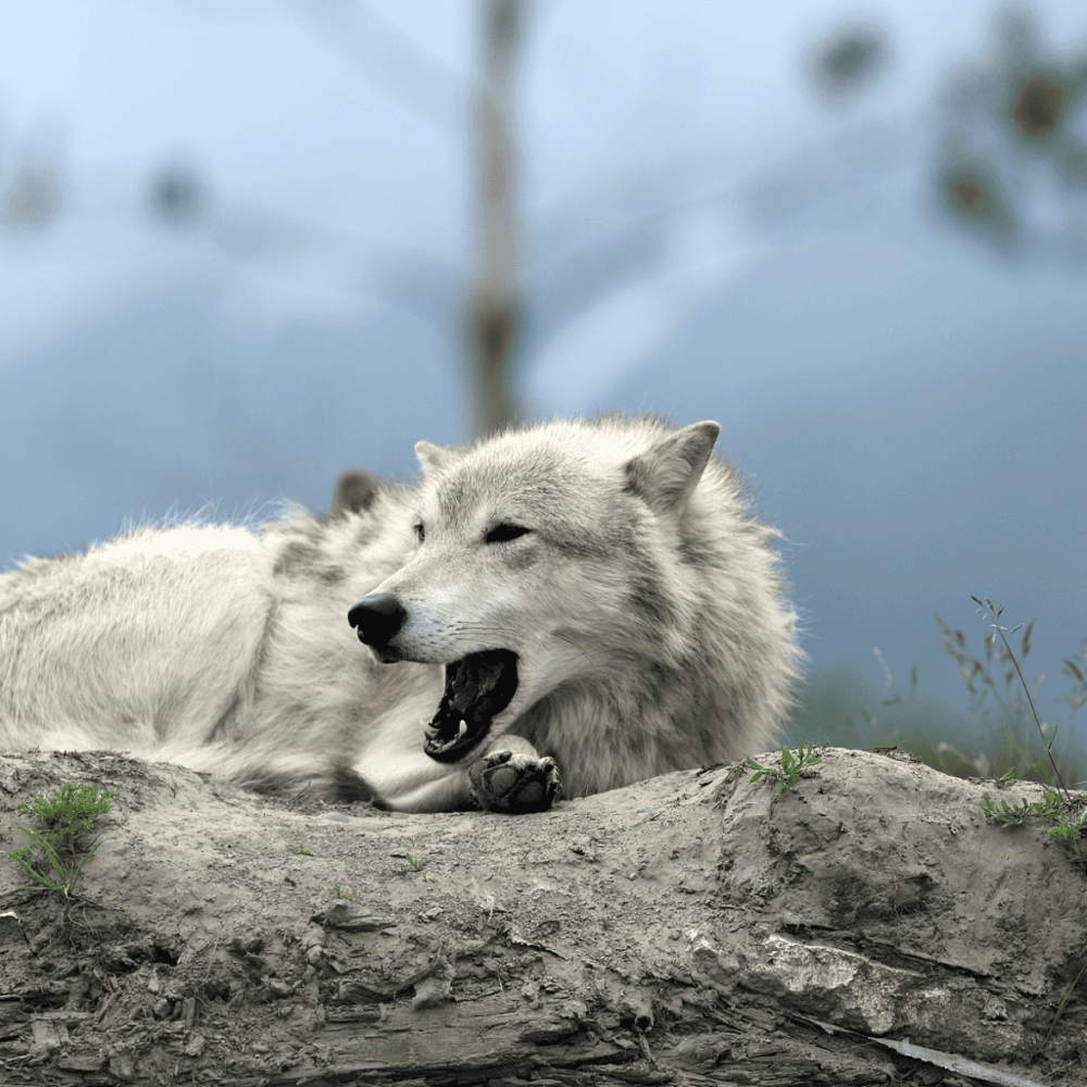 Wander in the Colorado Wolf and Wildlife Center