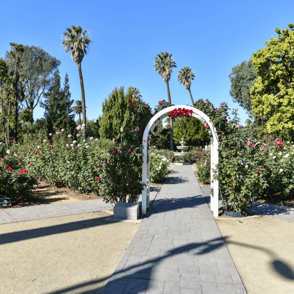 World Peace Rose Garden