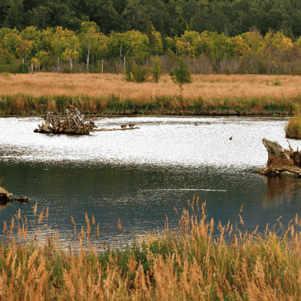 Anchorage Coastal Wildlife Refuge