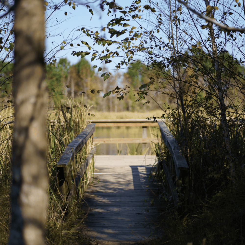 Phinizy Swamp Nature Park