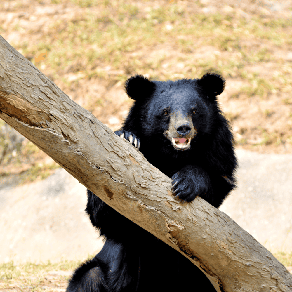 California Living Museum (CALM)