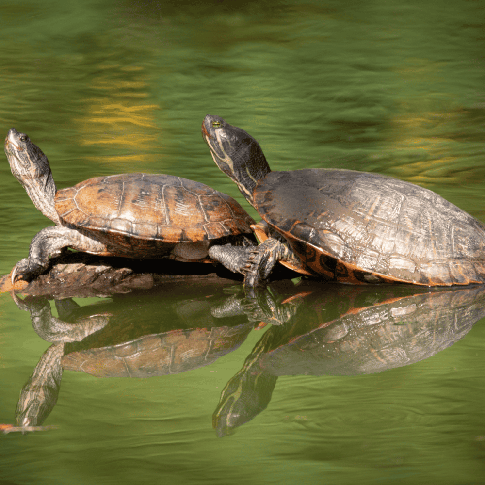 Bluebonnet Swamp Nature Center