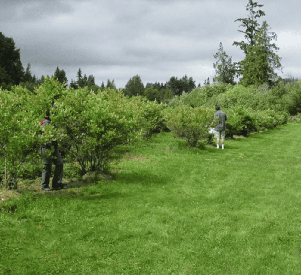 Larsen Lake Blueberry Farm