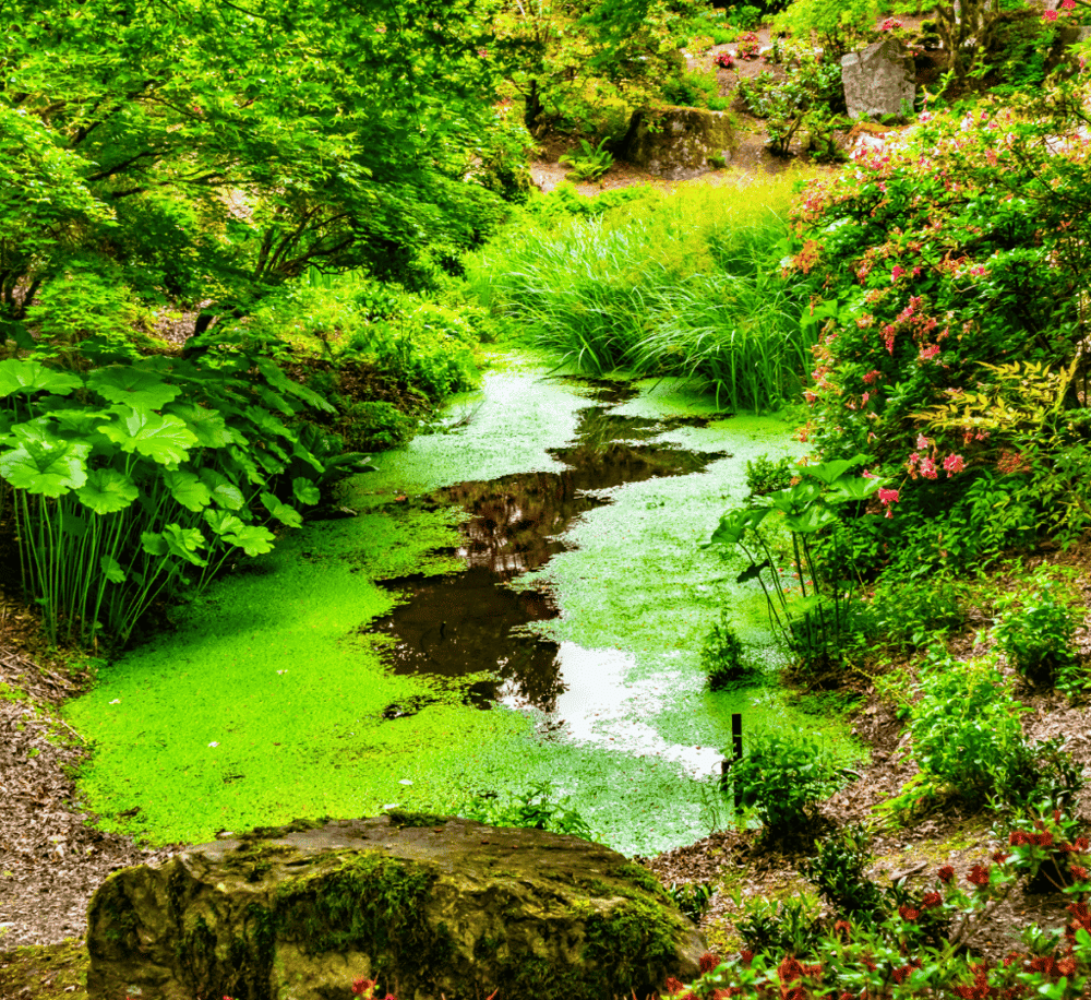 Bellevue Botanical Garden