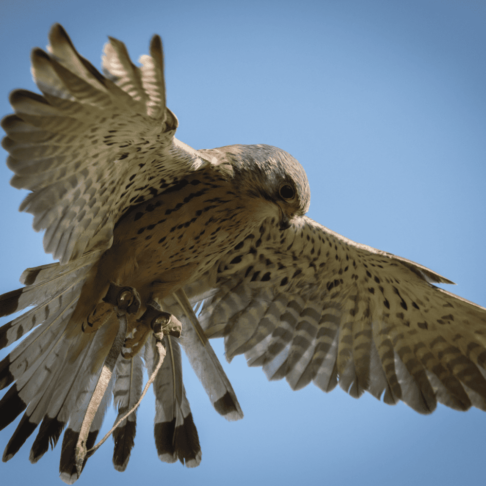 World Center For Birds of Prey