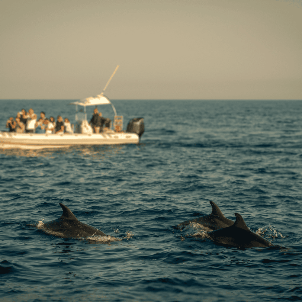 Dolphin and Wildlife Cruise