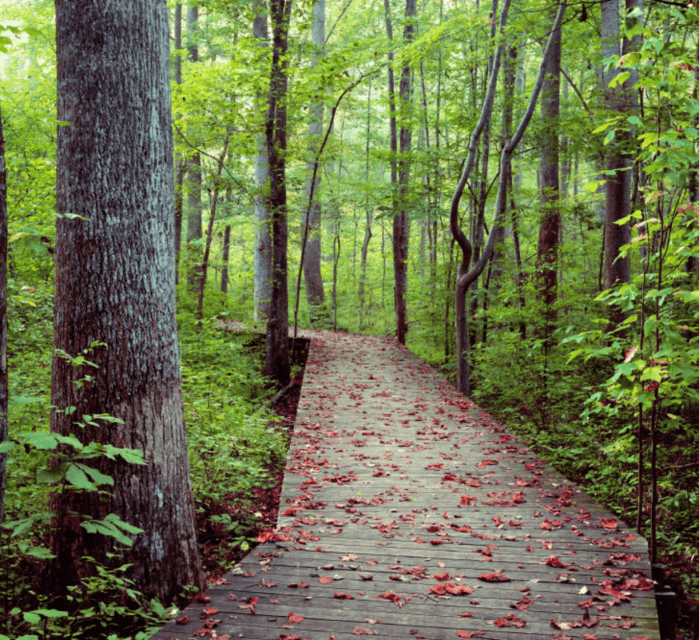Hemlock Bluffs Nature Preserve