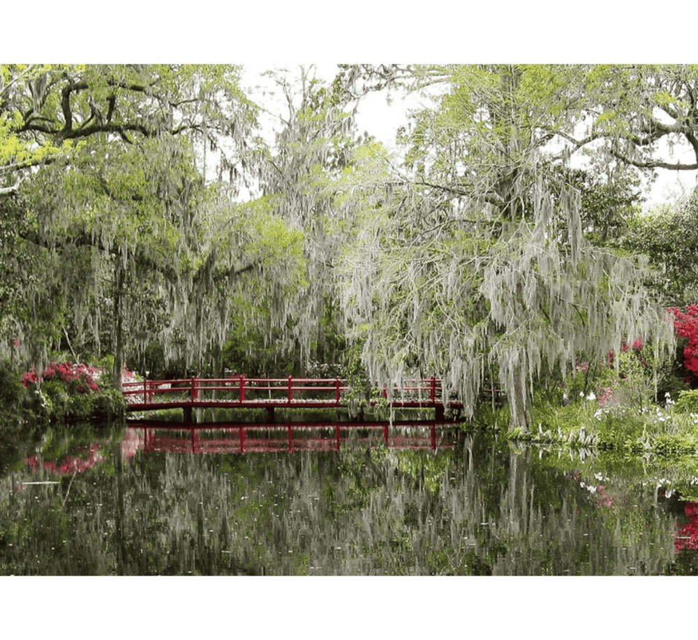 Magnolia Plantation and Gardens
