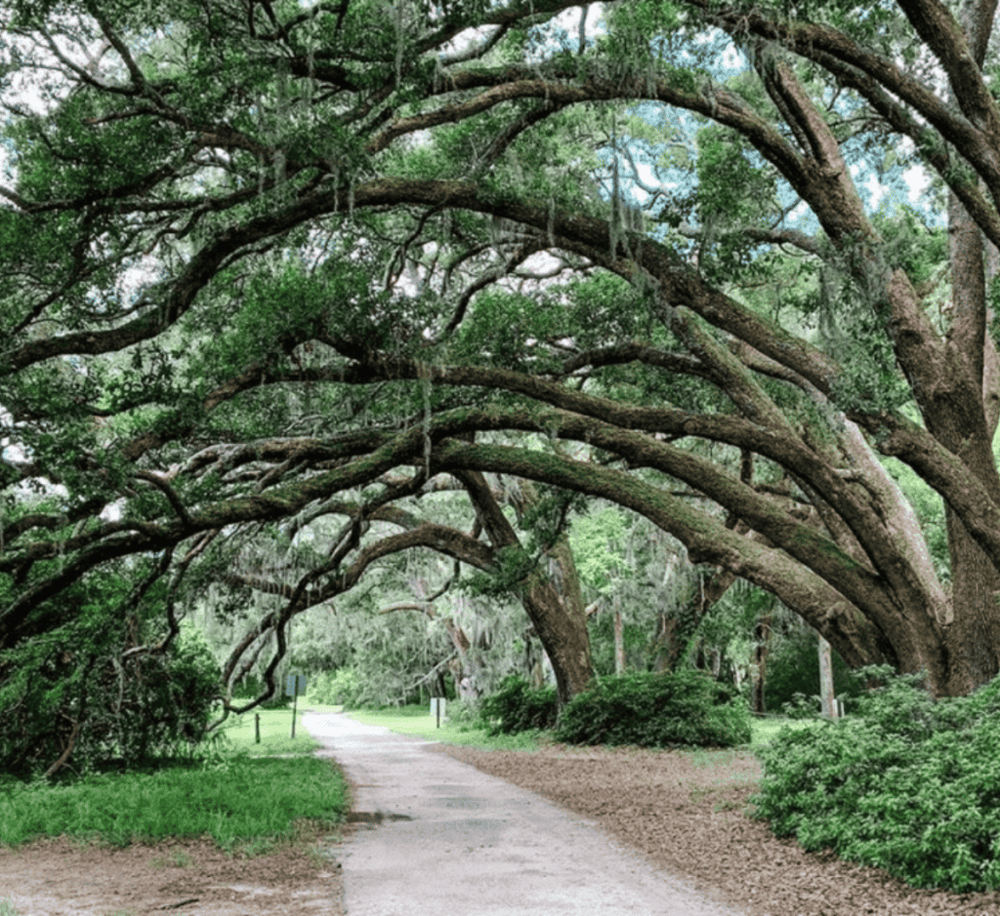 Charleston Tea Garden