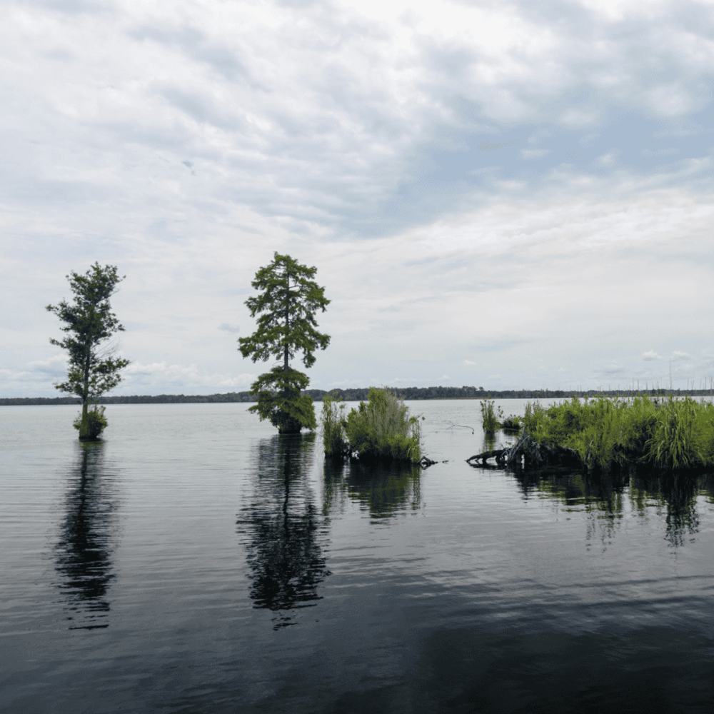 Great Dismal Swamp National Wildlife Refuge