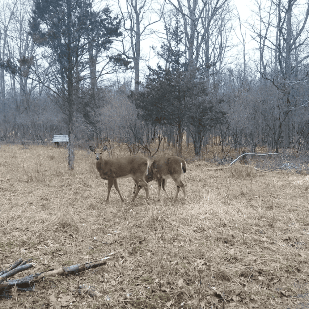 Cavalier Wildlife Management Area