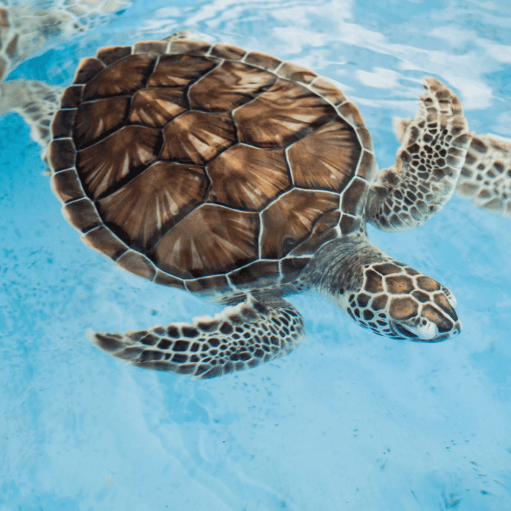 Living Coast Discovery Center