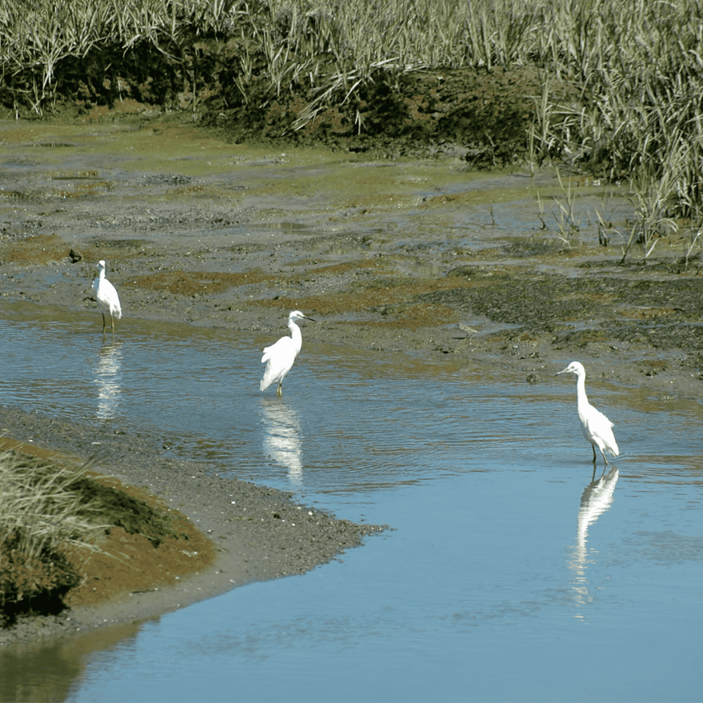 San Diego Bay National Wildlife Refuge