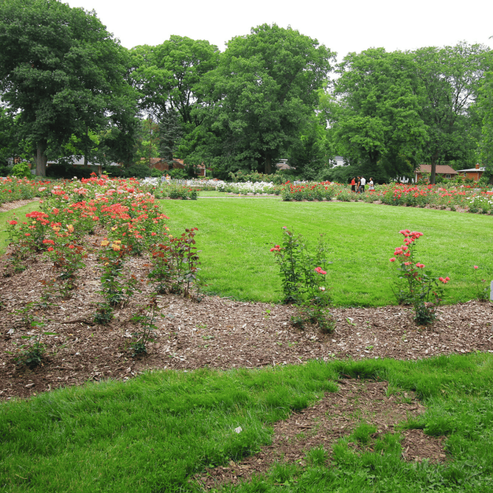Columbus Park of Roses