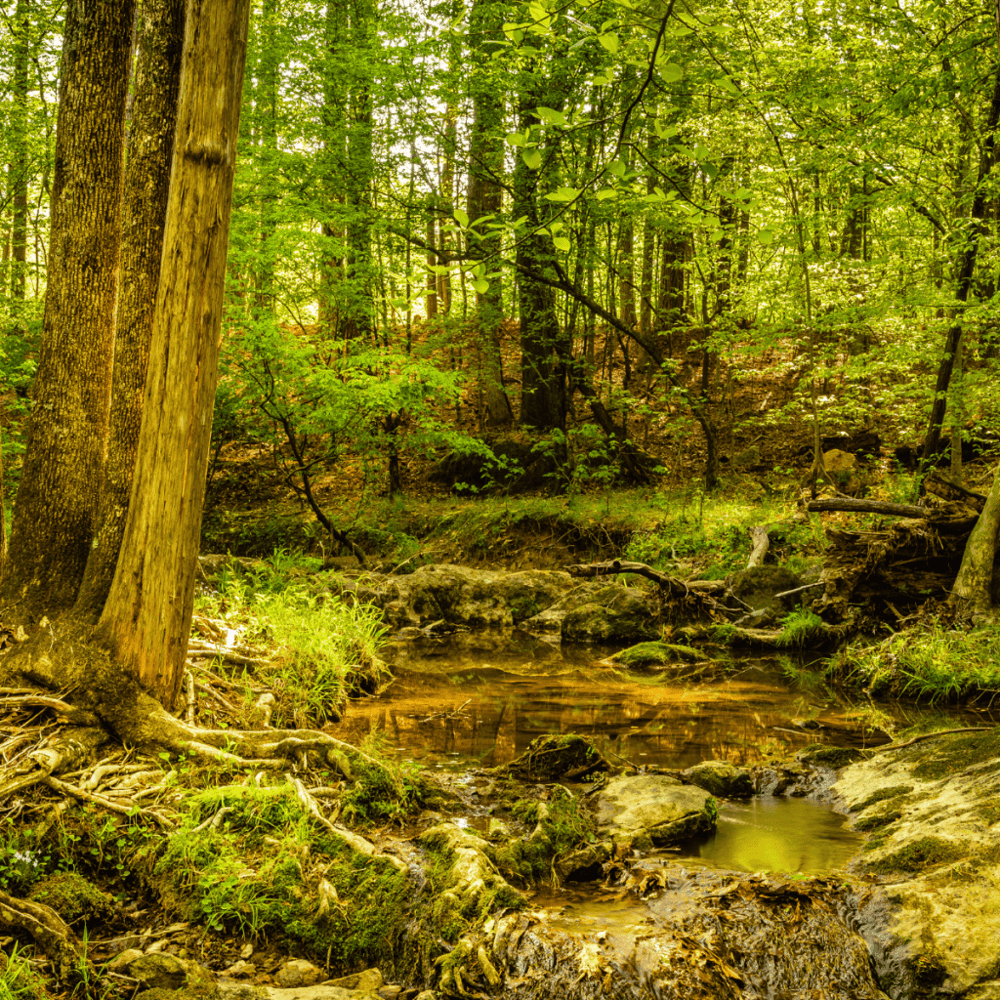 Eno River State Park