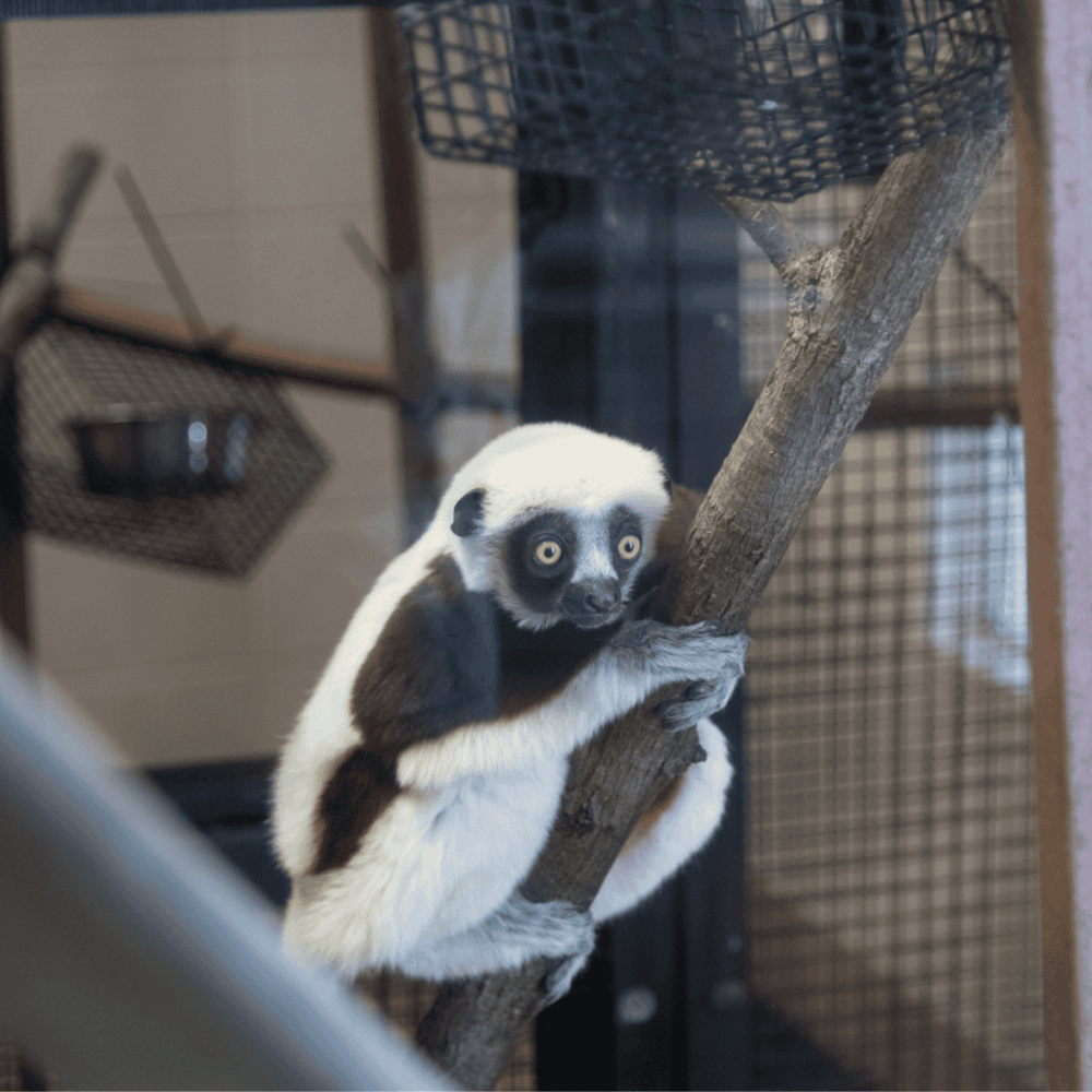 Duke Lemur Center