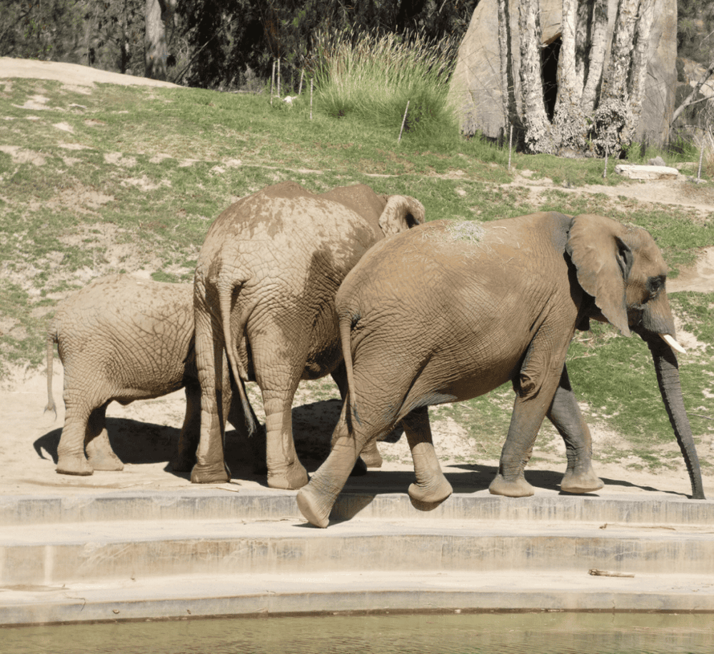 San Diego Zoo Safari Park