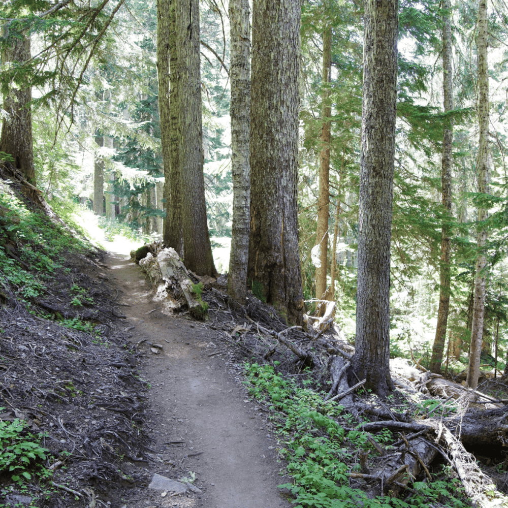 Mount Sequoyah Woods Trail