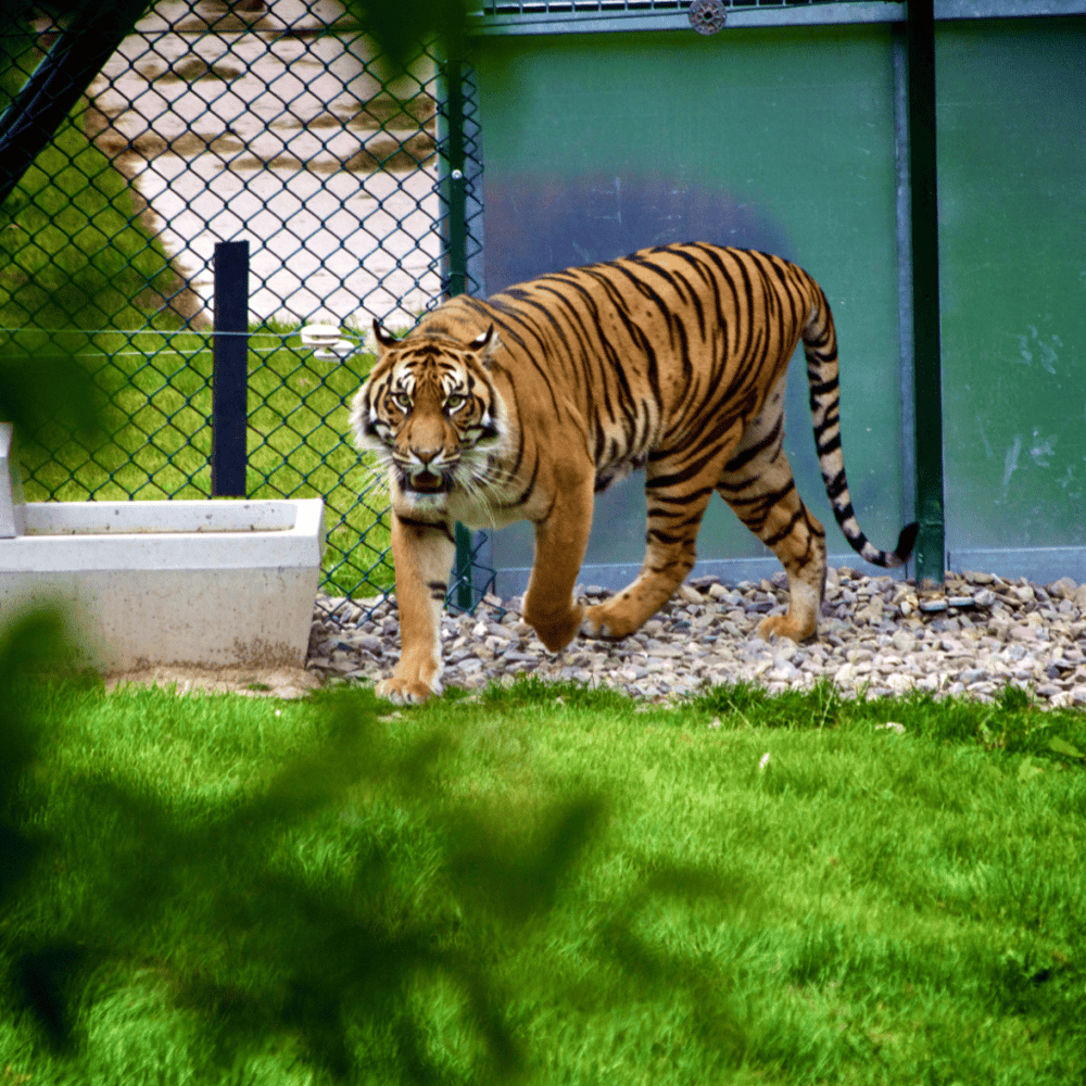 Black Pine Animal Sanctuary
