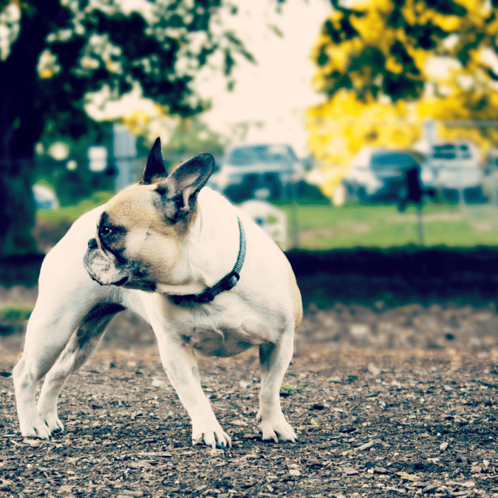 Central Park Dog Park