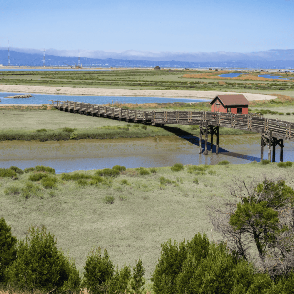 Don Edwards San Francisco Bay National Wildlife Refuge