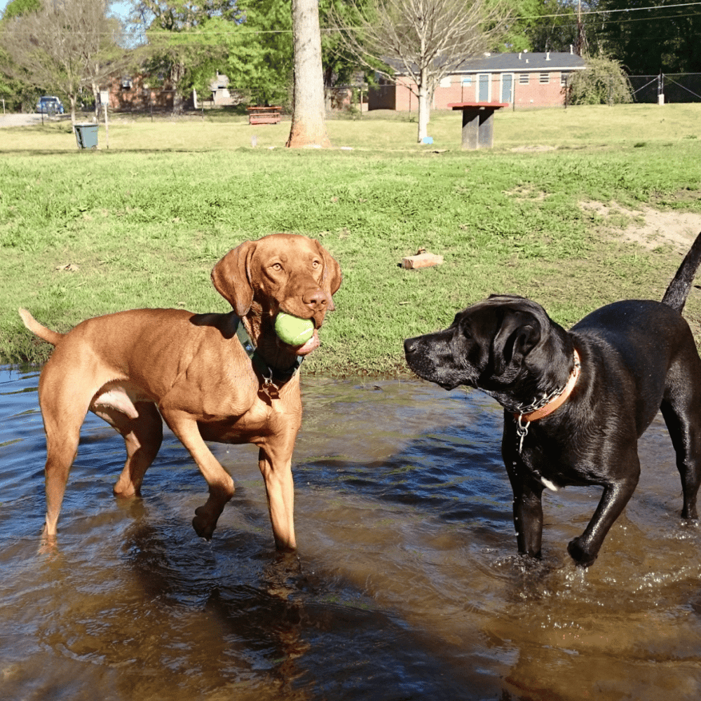Cosmo Dog Park