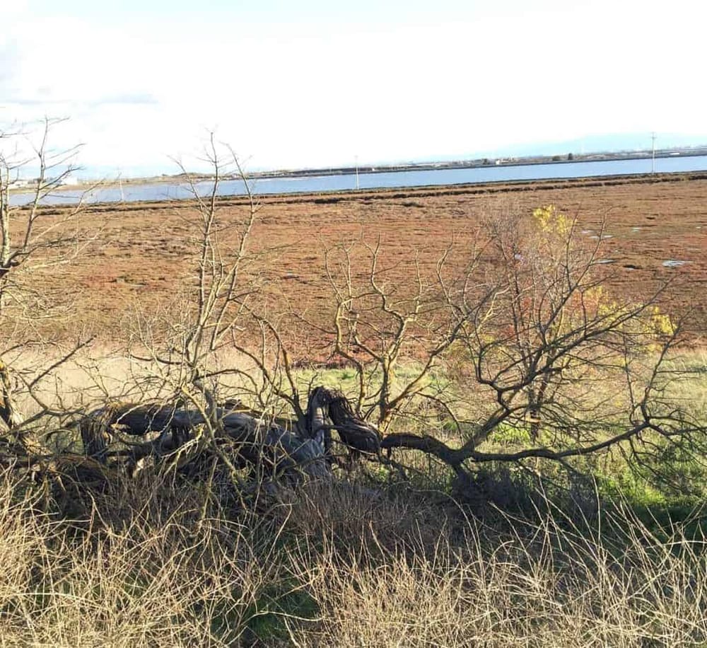 Don Edwards San Francisco Bay Wildlife Refuge
