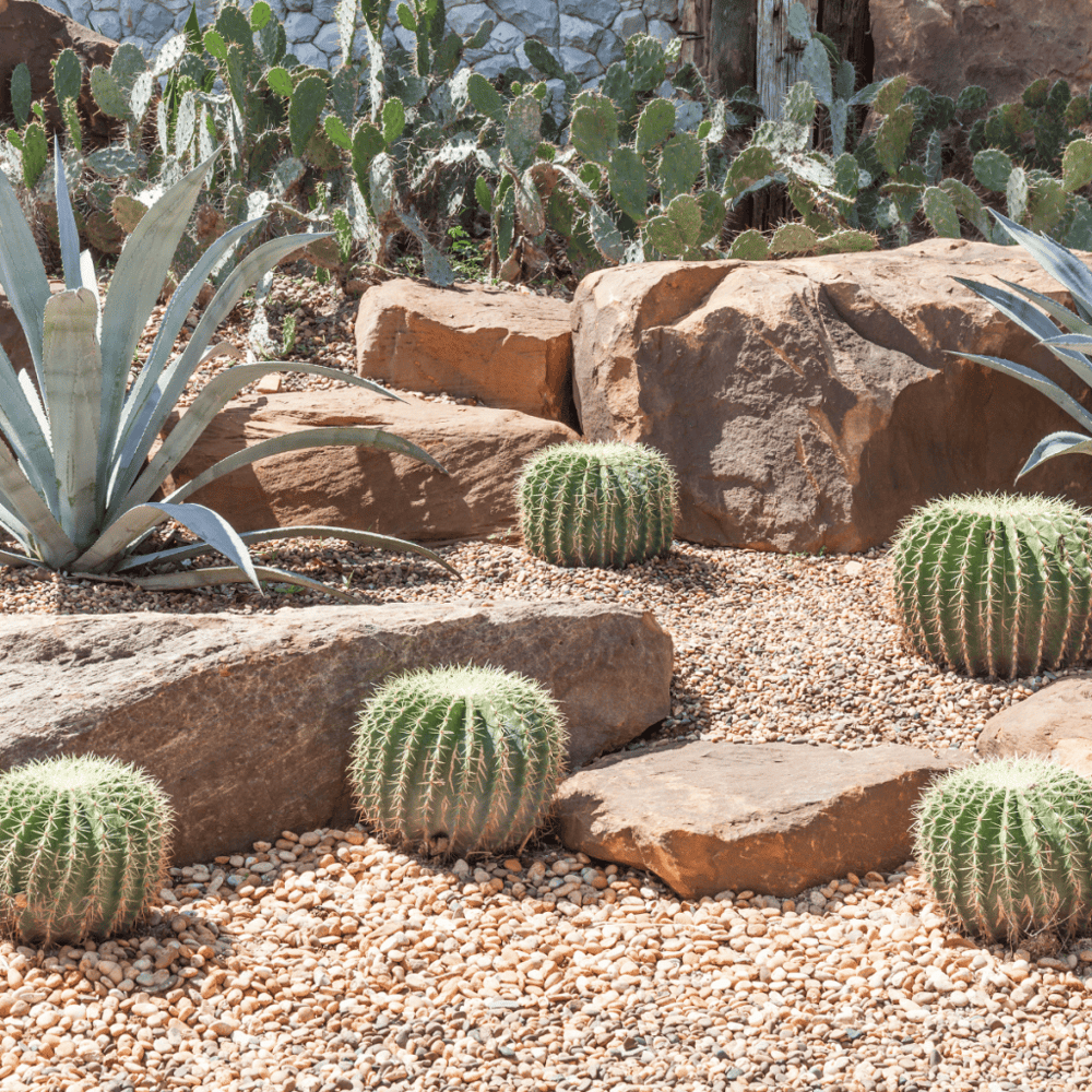 Ethel M Chocolates Factory and Botanical Cactus Garden