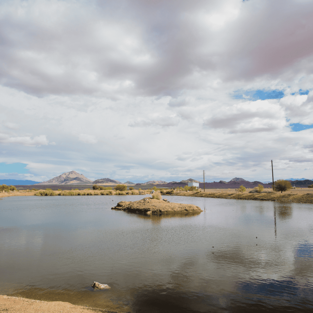 Henderson Bird Viewing Preserve