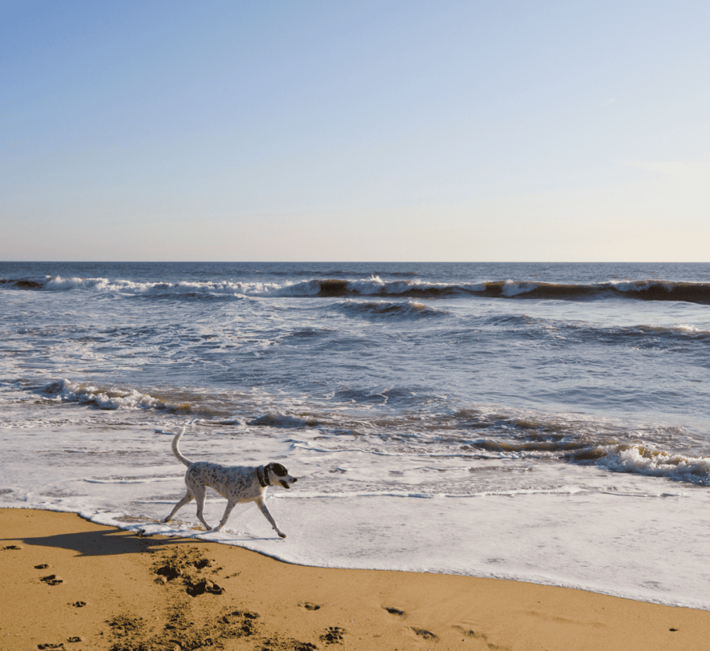 Huntington Dog Beach