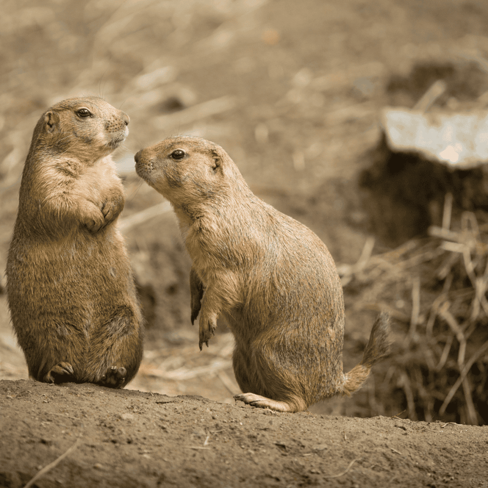 Prairie Dog Town