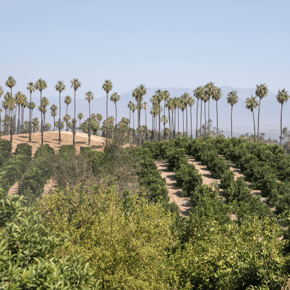 California Citrus State Historic Park