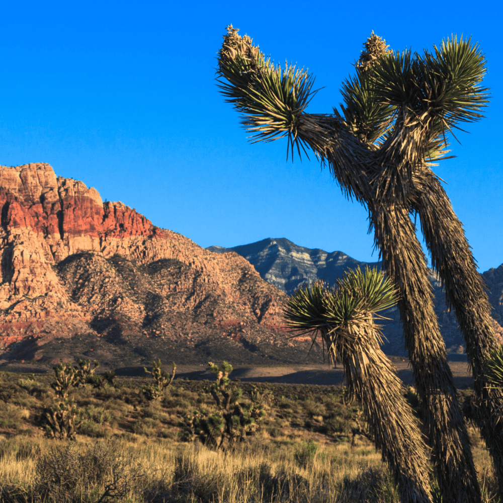 Desert National Wildlife Refuge