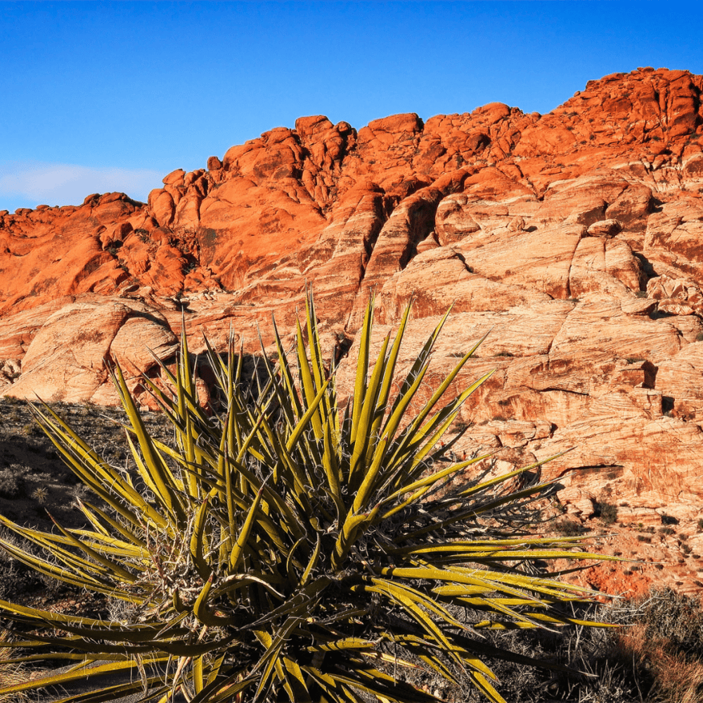 Red Rock Canyon National Conservation Area