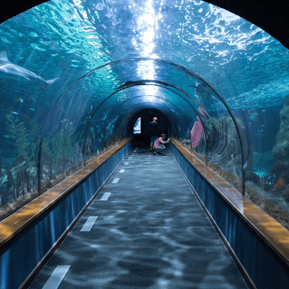 SeaQuest Interactive Aquarium