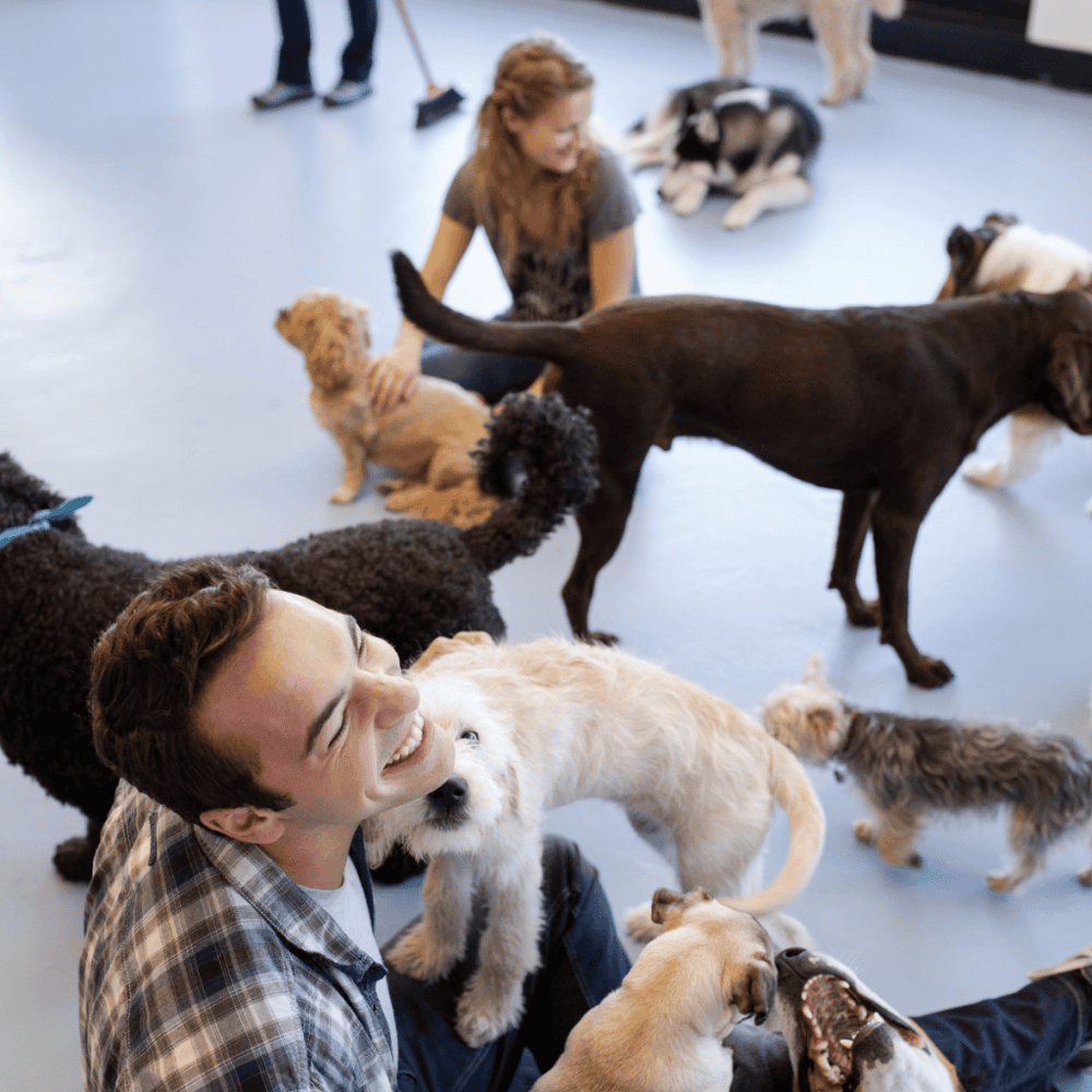 Ann Road Animal Hospital Petting Zoo
