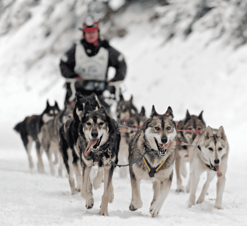 Dog Sledding