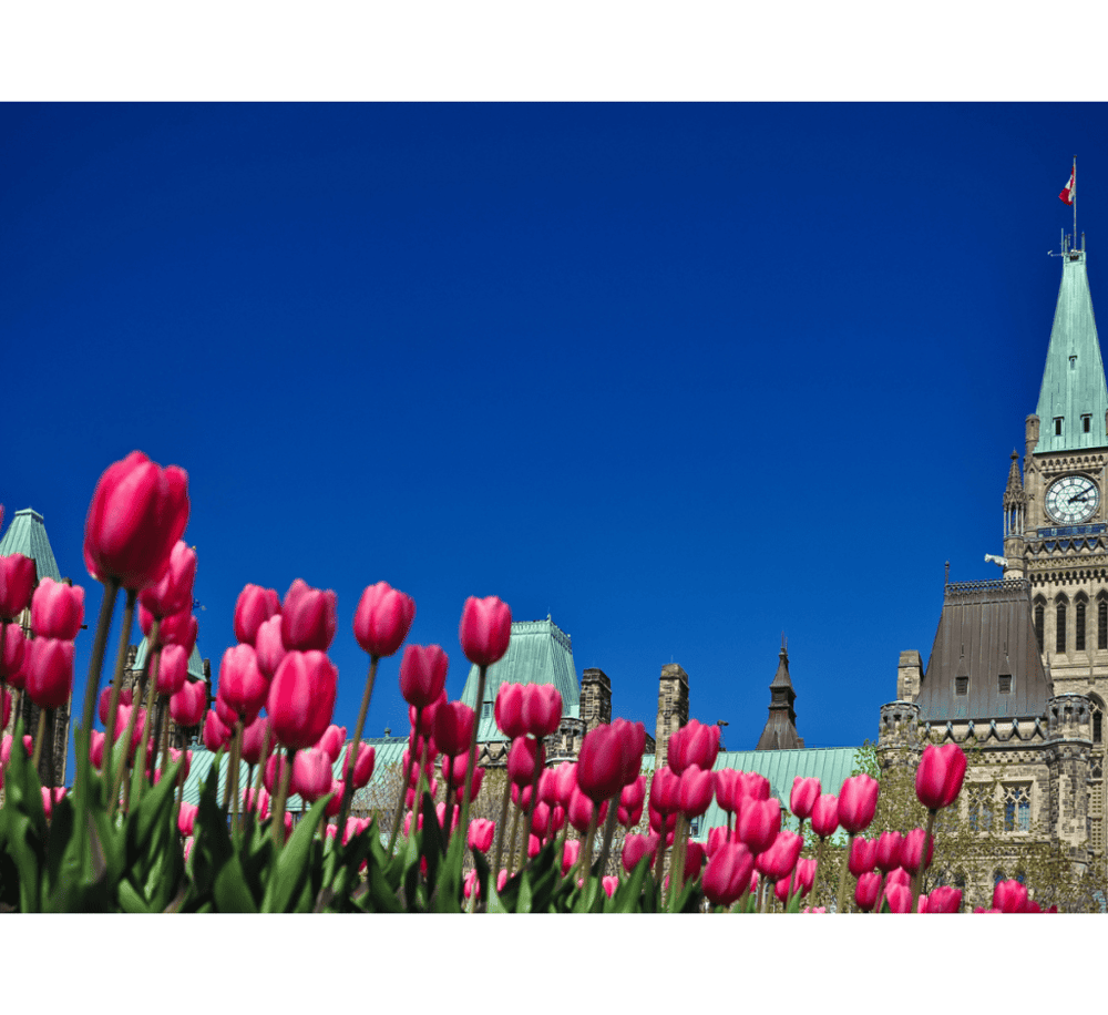Canadian Tulip Festival