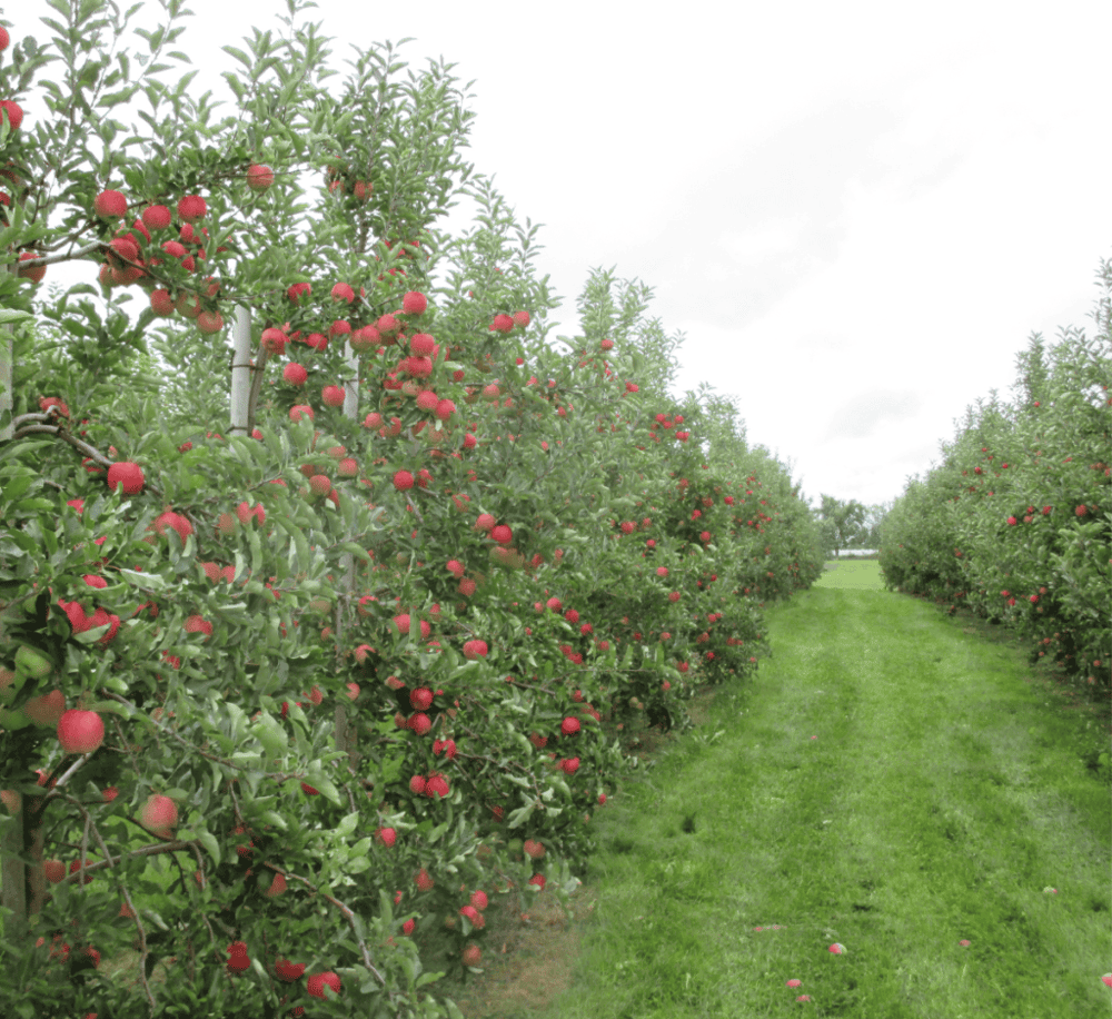 Apple Picking