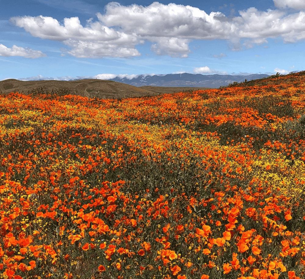 Antelope Valley California Poppy Reserve