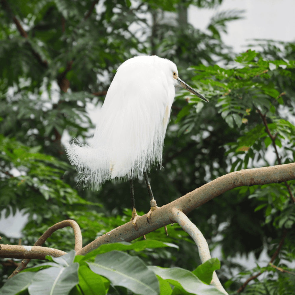 National Aviary