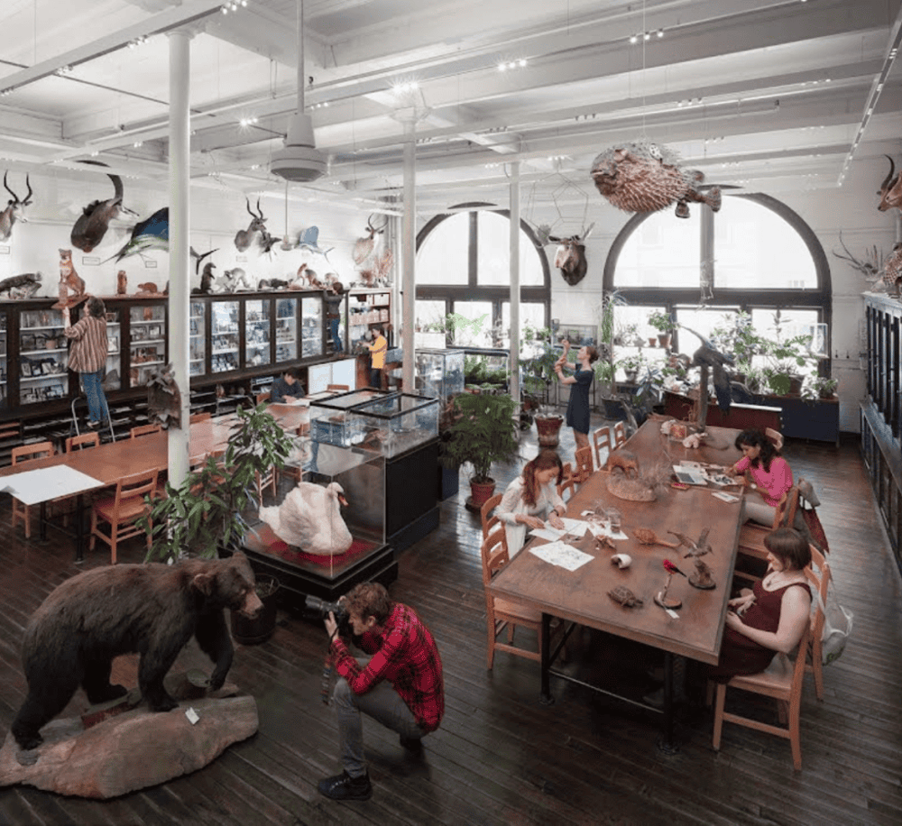 The RISD Nature Lab