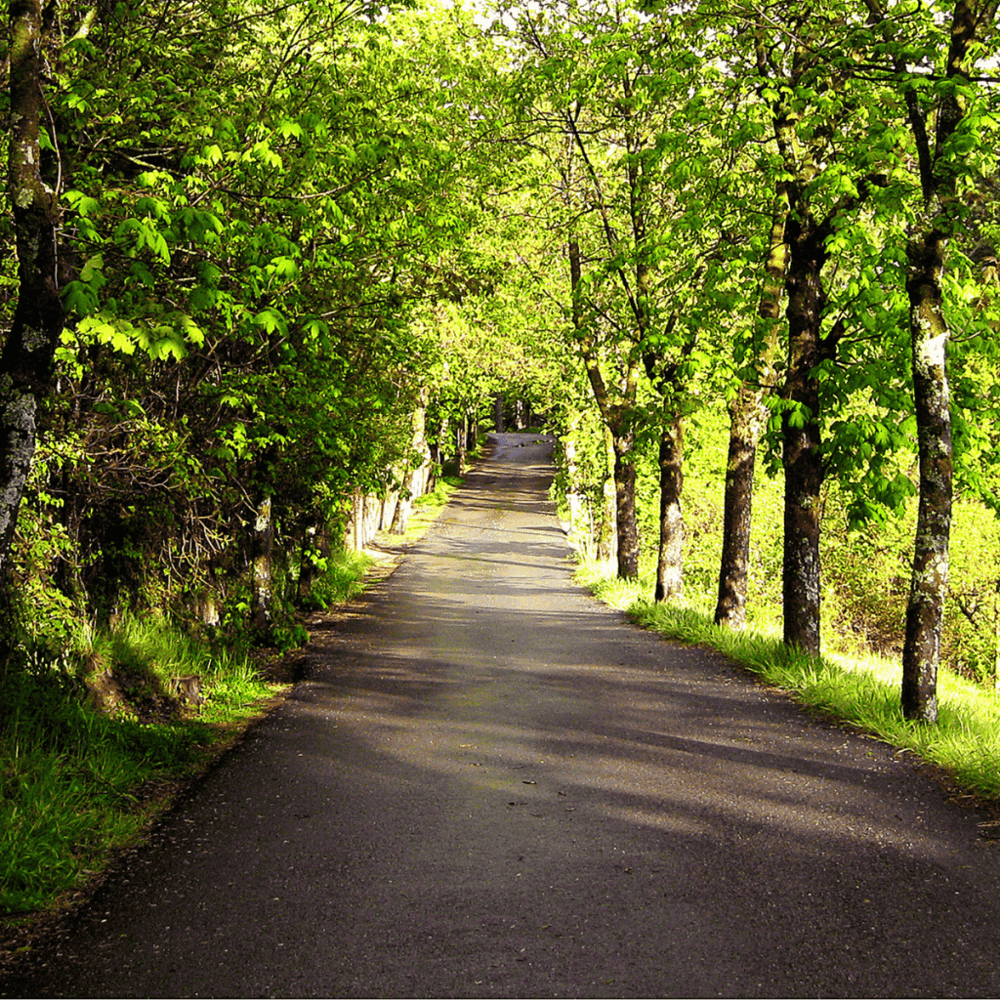 Appreciate nature at the Capital Area Greenway