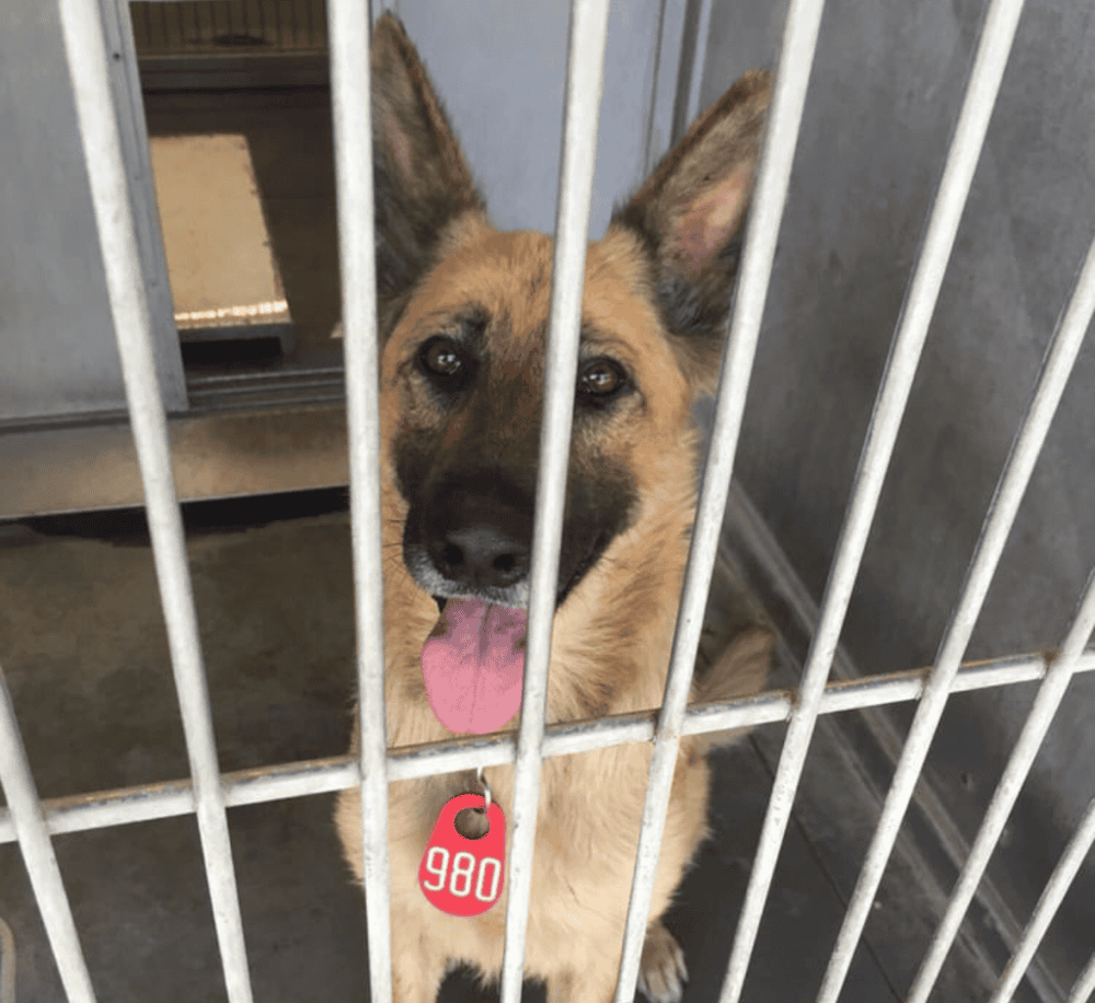 Devore Animal Shelter