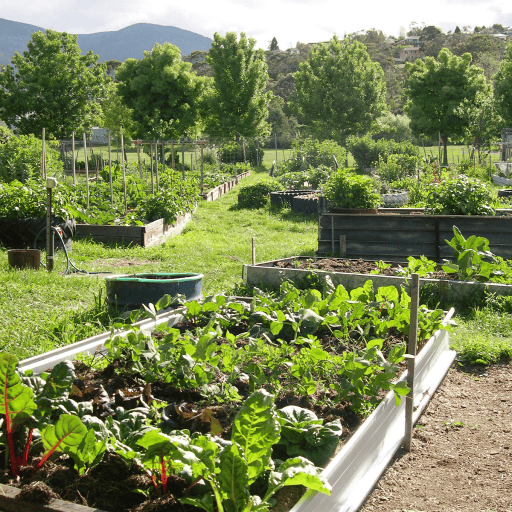 Community Gardens of San Bernardino