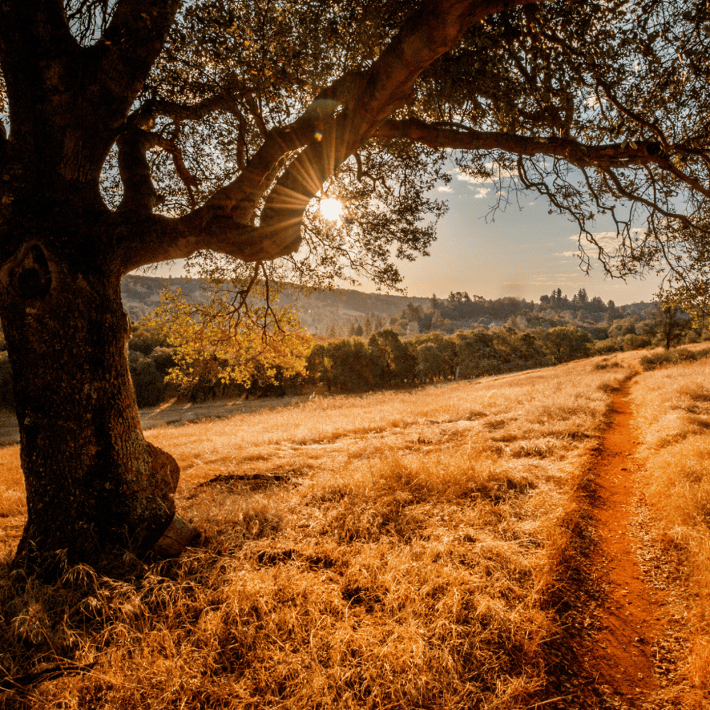 Santiago Oaks Regional Park