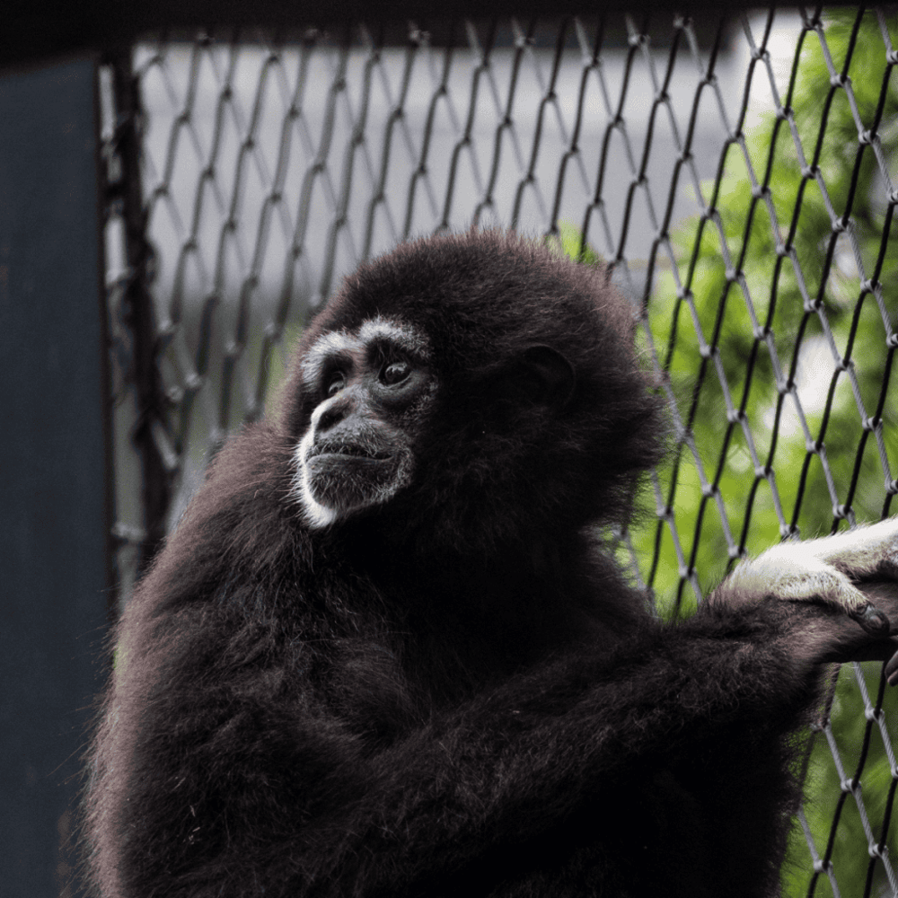 Gibbon Conservation Center